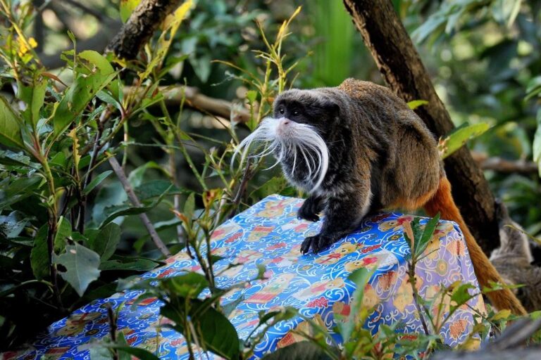 Le festività natalizie targate Bioparco